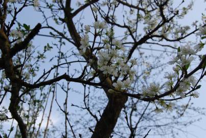 Fotografia da espécie Prunus domestica