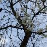 Fotografia 1 da espécie Prunus domestica do Jardim Botânico UTAD