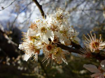 Fotografia da espécie Prunus domestica