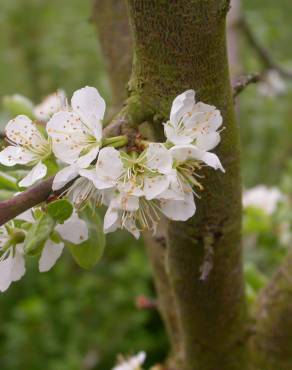 Fotografia 3 da espécie Prunus domestica no Jardim Botânico UTAD