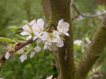 Fotografia da espécie Prunus domestica