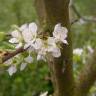 Fotografia 3 da espécie Prunus domestica do Jardim Botânico UTAD