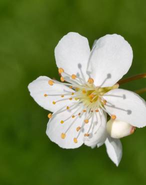 Fotografia 5 da espécie Prunus domestica no Jardim Botânico UTAD