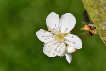 Fotografia da espécie Prunus domestica