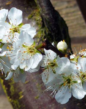 Fotografia 6 da espécie Prunus domestica no Jardim Botânico UTAD