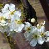 Fotografia 6 da espécie Prunus domestica do Jardim Botânico UTAD