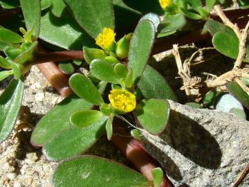 Fotografia da espécie Portulaca oleracea subesp. oleracea