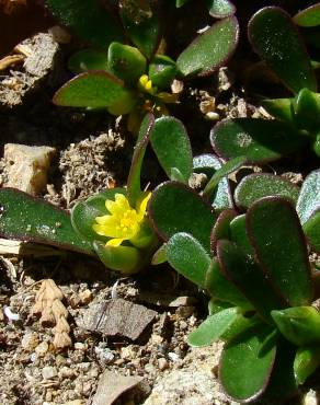 Fotografia 3 da espécie Portulaca oleracea subesp. oleracea no Jardim Botânico UTAD