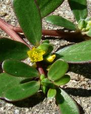 Fotografia da espécie Portulaca oleracea