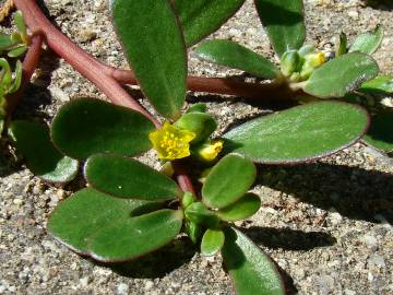 Fotografia da espécie Portulaca oleracea subesp. oleracea