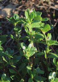 Fotografia da espécie Portulaca oleracea subesp. oleracea