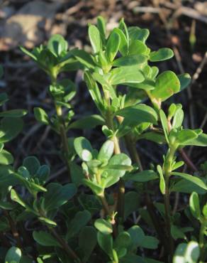 Fotografia 5 da espécie Portulaca oleracea subesp. oleracea no Jardim Botânico UTAD