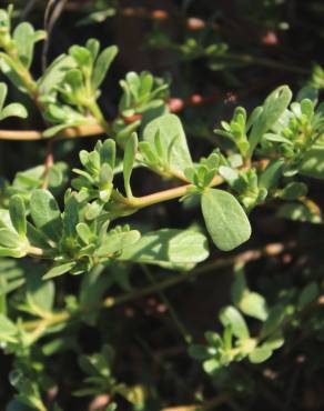 Fotografia 6 da espécie Portulaca oleracea subesp. oleracea no Jardim Botânico UTAD