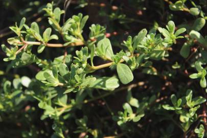 Fotografia da espécie Portulaca oleracea subesp. oleracea