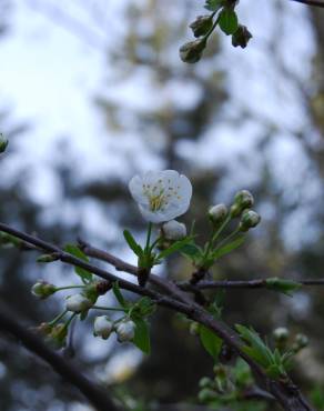 Fotografia 2 da espécie Prunus cerasus no Jardim Botânico UTAD