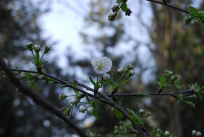 Fotografia da espécie Prunus cerasus