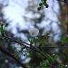 Fotografia 2 da espécie Prunus cerasus do Jardim Botânico UTAD