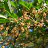 Fotografia 1 da espécie Prunus cerasus do Jardim Botânico UTAD
