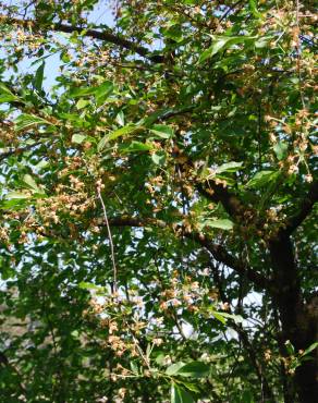Fotografia 3 da espécie Prunus cerasus no Jardim Botânico UTAD