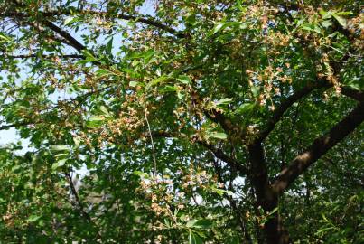 Fotografia da espécie Prunus cerasus