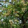 Fotografia 3 da espécie Prunus cerasus do Jardim Botânico UTAD
