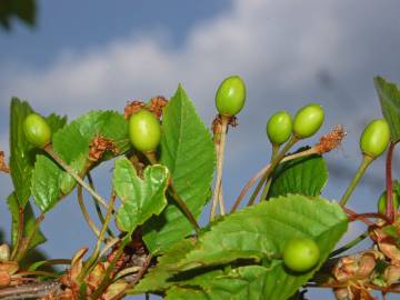 Fotografia da espécie Prunus cerasus