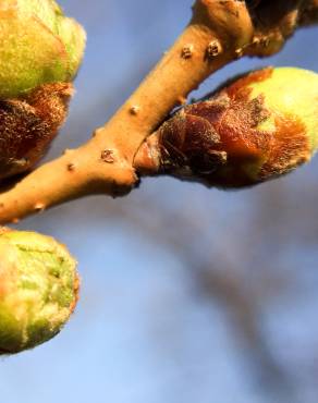 Fotografia 5 da espécie Prunus cerasus no Jardim Botânico UTAD