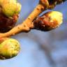 Fotografia 5 da espécie Prunus cerasus do Jardim Botânico UTAD