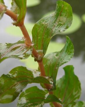 Fotografia 2 da espécie Potamogeton perfoliatus no Jardim Botânico UTAD