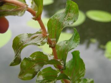 Fotografia da espécie Potamogeton perfoliatus