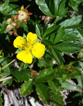 Fotografia 10 da espécie Potentilla erecta no Jardim Botânico UTAD