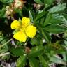 Fotografia 10 da espécie Potentilla erecta do Jardim Botânico UTAD