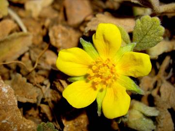 Fotografia da espécie Potentilla cinerea