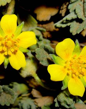 Fotografia 5 da espécie Potentilla cinerea no Jardim Botânico UTAD