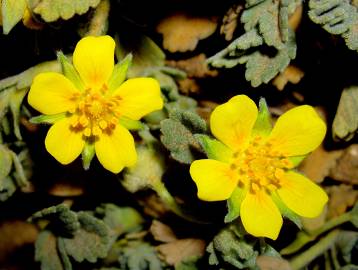 Fotografia da espécie Potentilla cinerea