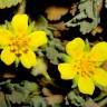 Fotografia 5 da espécie Potentilla cinerea do Jardim Botânico UTAD