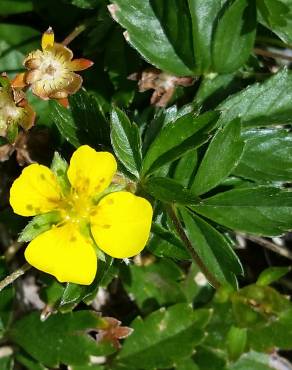 Fotografia 11 da espécie Potentilla erecta no Jardim Botânico UTAD