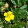 Fotografia 11 da espécie Potentilla erecta do Jardim Botânico UTAD