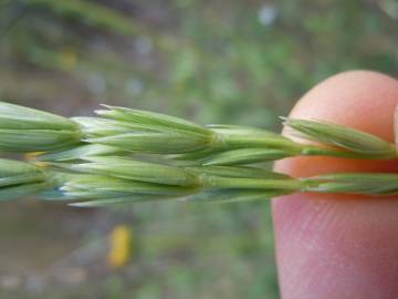 Fotografia da espécie Psathyrostachys juncea