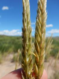 Fotografia da espécie Psathyrostachys juncea