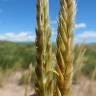 Fotografia 5 da espécie Psathyrostachys juncea do Jardim Botânico UTAD