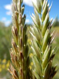 Fotografia da espécie Psathyrostachys juncea