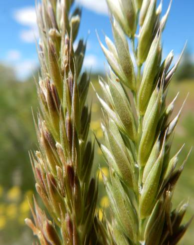 Fotografia de capa Psathyrostachys juncea - do Jardim Botânico