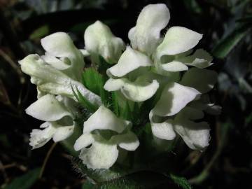 Fotografia da espécie Prunella laciniata