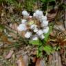Fotografia 5 da espécie Prunella laciniata do Jardim Botânico UTAD