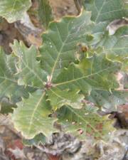 Fotografia da espécie Quercus lusitanica
