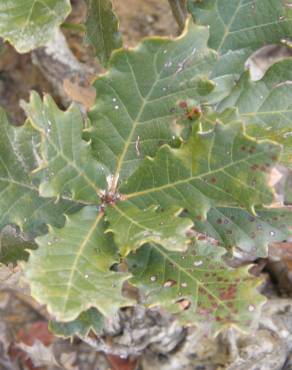 Fotografia 1 da espécie Quercus lusitanica no Jardim Botânico UTAD