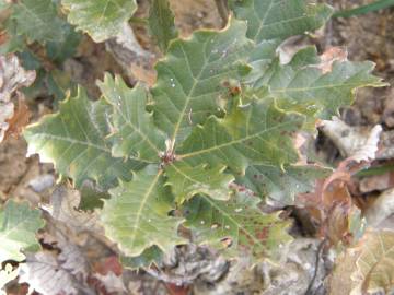 Fotografia da espécie Quercus lusitanica