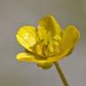 Fotografia 2 da espécie Ranunculus arvensis do Jardim Botânico UTAD