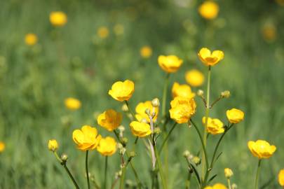 Fotografia da espécie Ranunculus arvensis